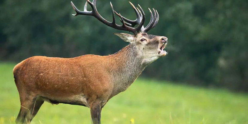Röhrender Rothirsch mit großem Geweih auf einer Wiese am Waldrand
