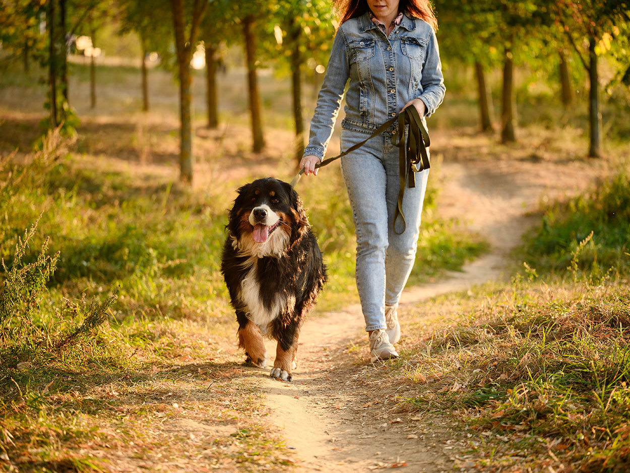 Eine Frau geht über eine Lichtung mit einem Berner Sennenhund Gassi